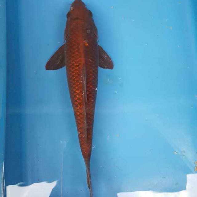 Chagoi Bulki bakat jumbo 32cm