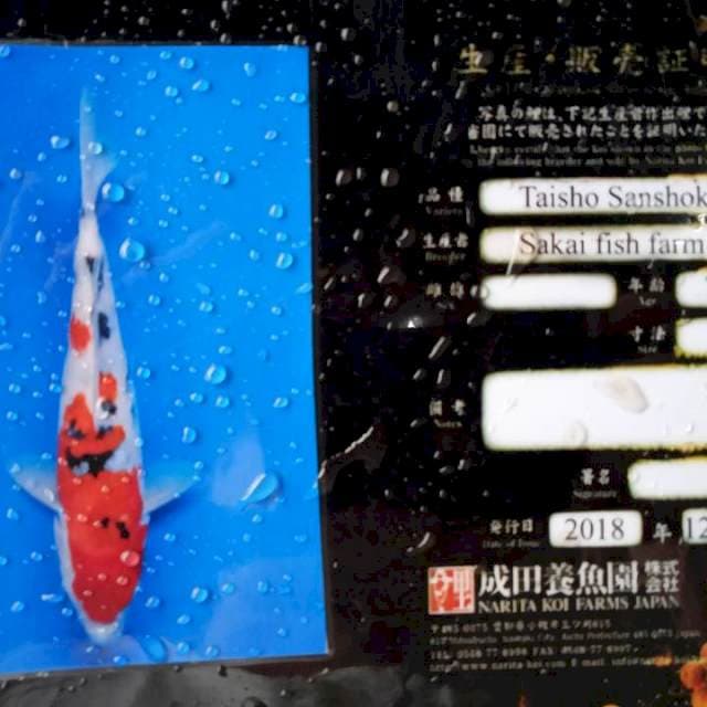 Sanke sakai farm 29cm
