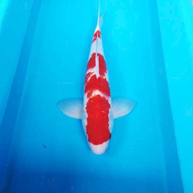 NJK - KOHAKU STRONG