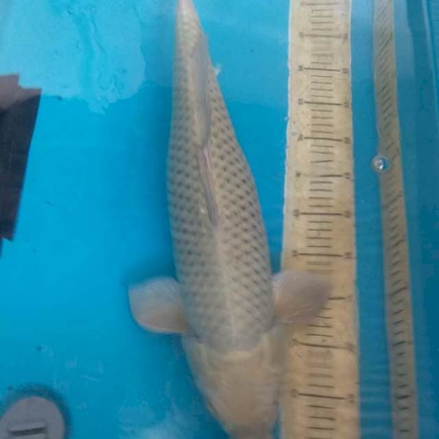 Jantan 63cm
