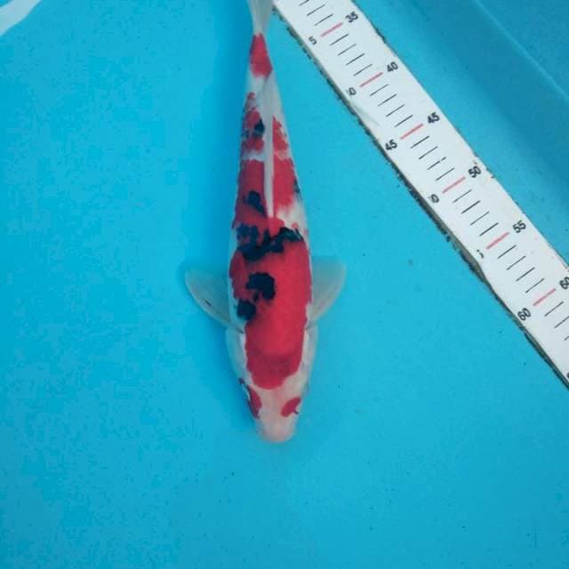 F1 34cm