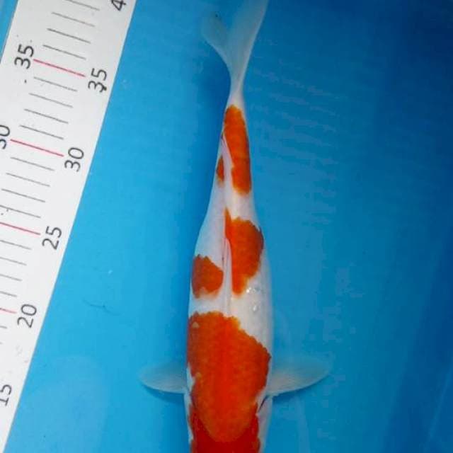 Kohaku