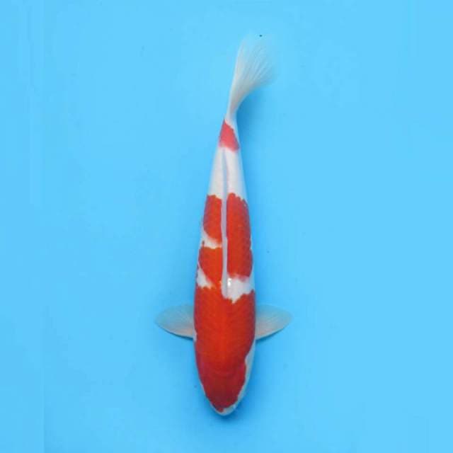 35cm male , Quality Kohaku Original 