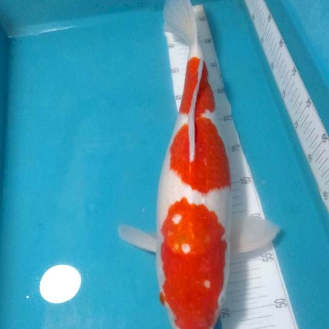 KOHAKU,,48CM