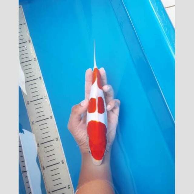kohaku doit 3step 30bu