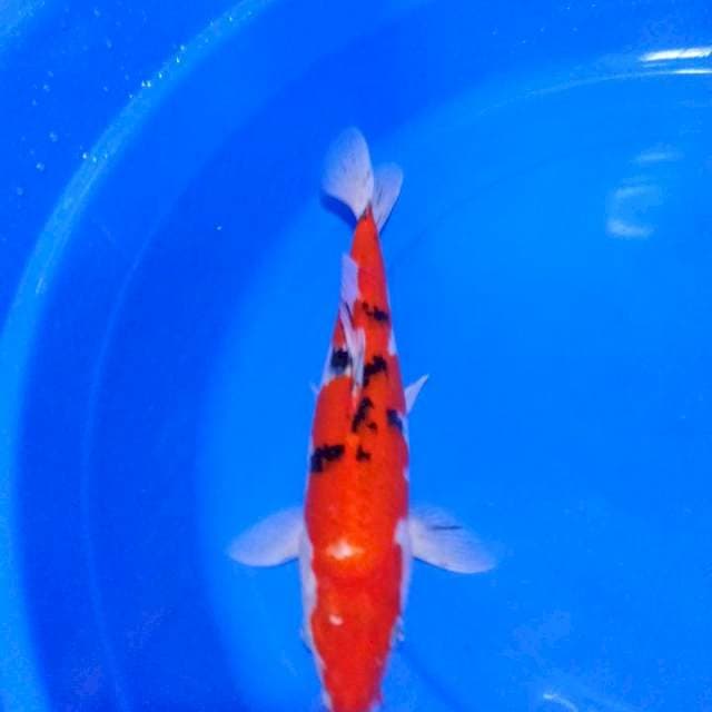 SANKE,,35CM