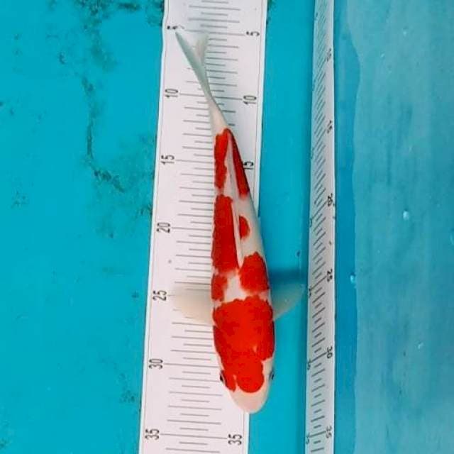 Red kohaku original 