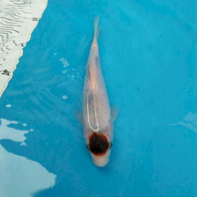 tanco goromo 20 cm
