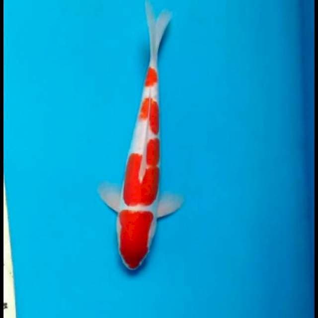 kohaku doitsu