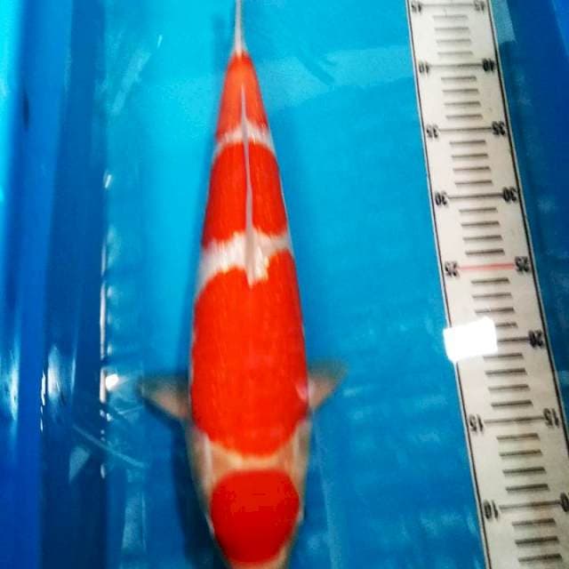 Kohaku ginrin cespleng
