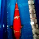 Kohaku ginrin cespleng