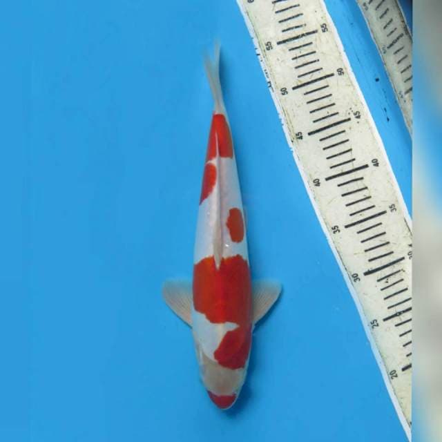 35cm male , Red Kohaku Doitsu Murni Mulus