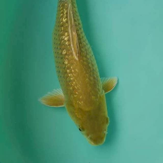 Chagoi ginrin