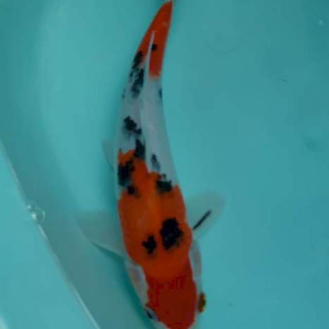 Taisho sanshoku