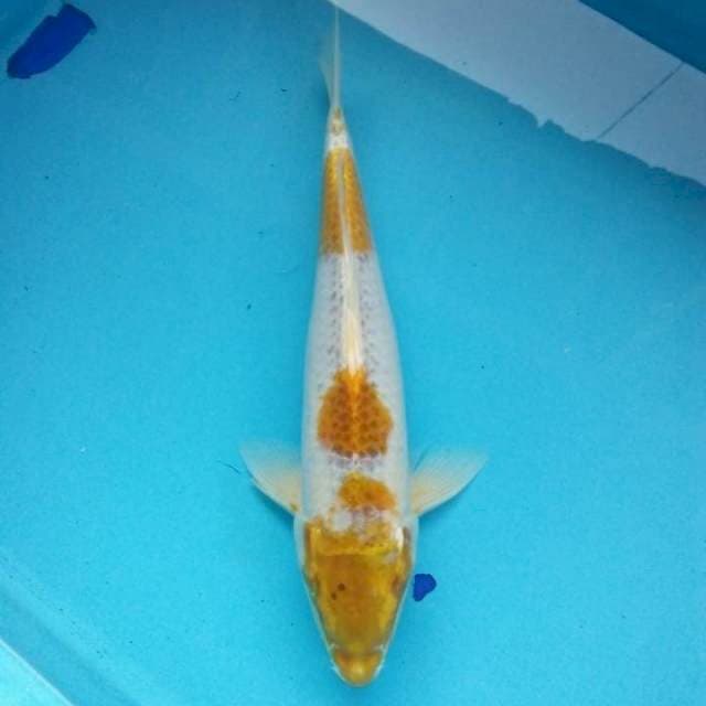 hariwake