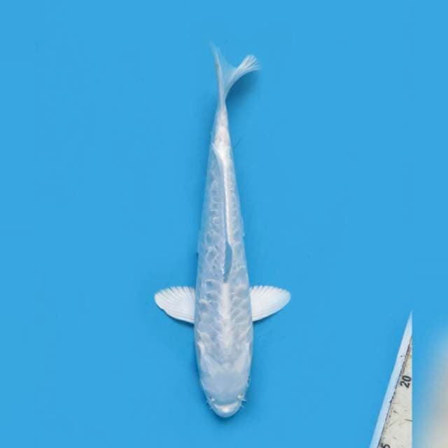 27cm male , Platinum Aragoke Putih Bersih 