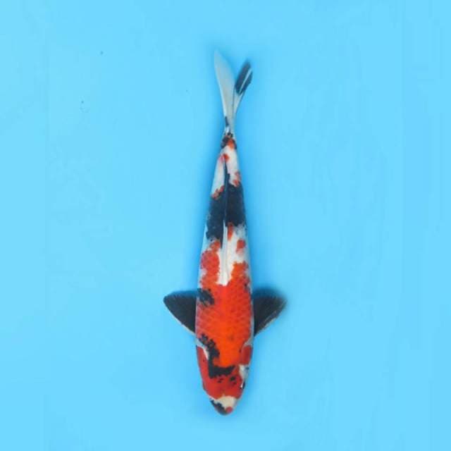 38cm.male - Showa Sanshoku Original 