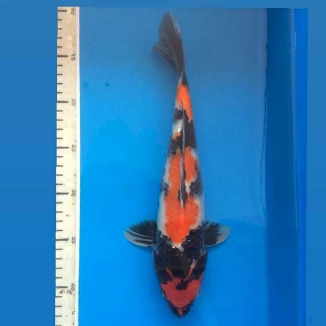 Showa 30 cm