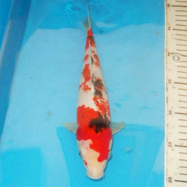 KANOKO SANKE