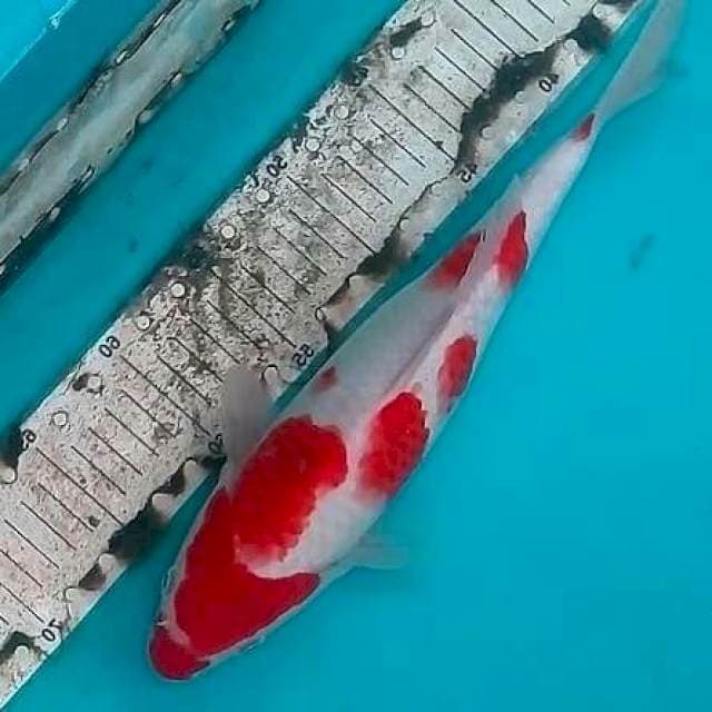 35cm KUCIBENI KOHAKU