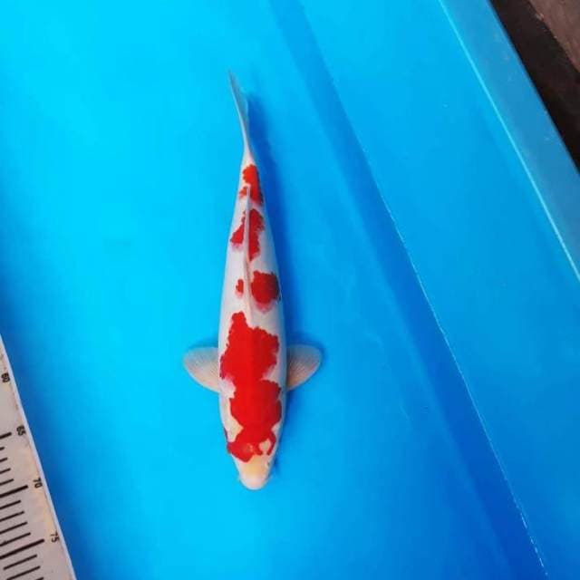 M.KOHAKU ABSTRAK