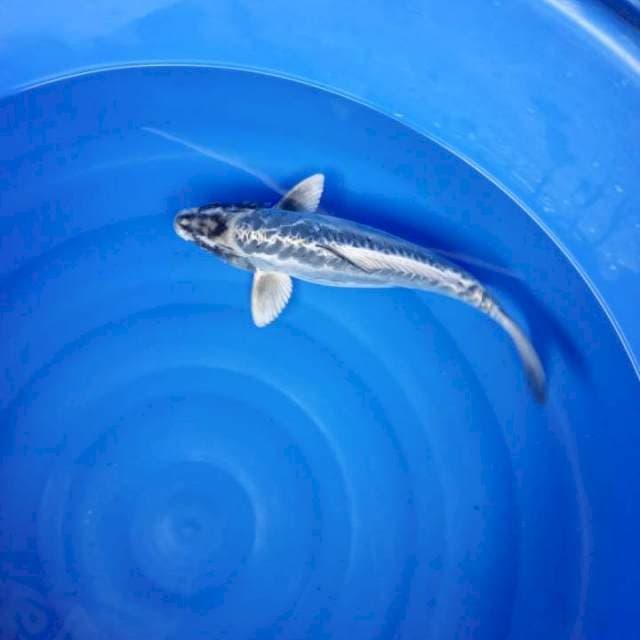 Kawari