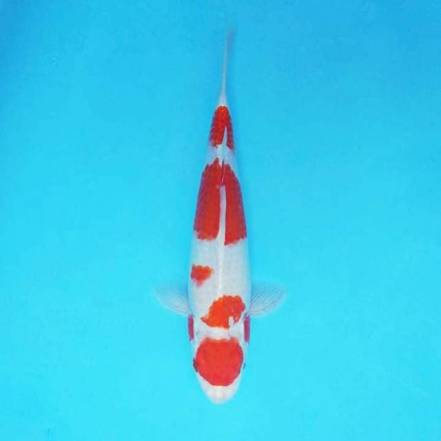 SATTO ICHI 7 - KOHAKU HIKARI ®