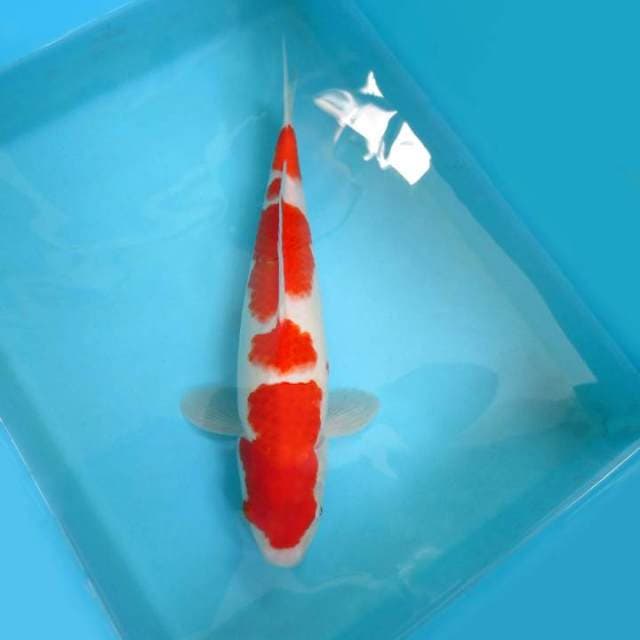 3. AKIRA ~ Kohaku
