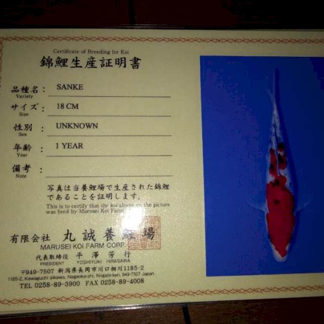 Sanke 18cm (Marusei). Import dan Sertifikat