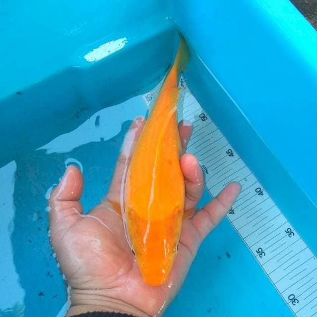 Karashi mata merah