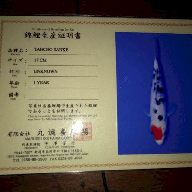 Tancho Sanke 17cm (Marusei). Import dan Sertifikat