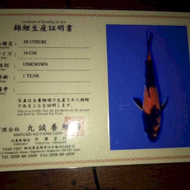 Hi Utsuri 16cm (Marusei). Import dan Sertifikat