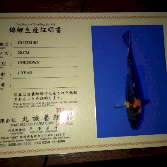 Hi Utsuri 20cm (Marusei). Import dan Sertifikat