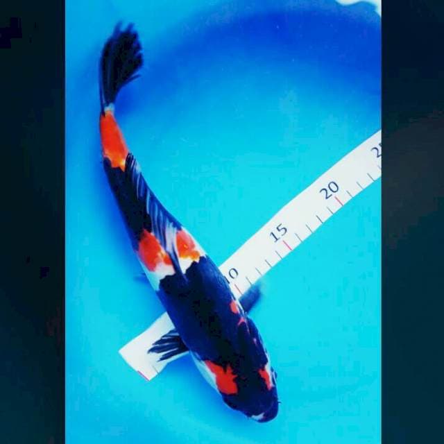 Showa doit 30cm
