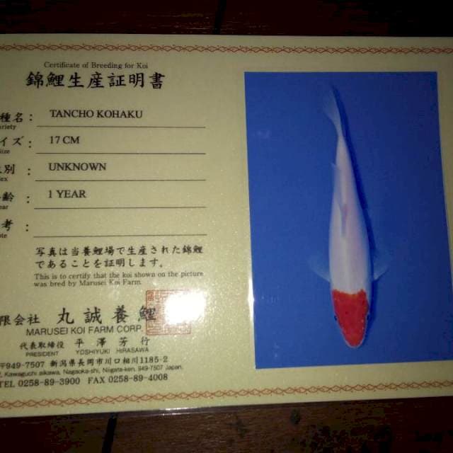 Tancho Kohaku 17cm (Marusei). Import dan Sertifikat