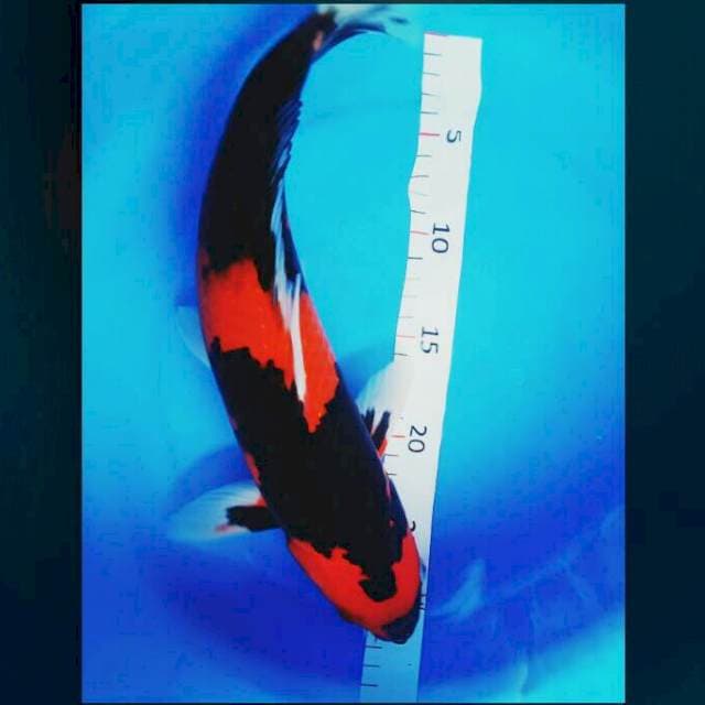 Hi showa sisik male 35cm