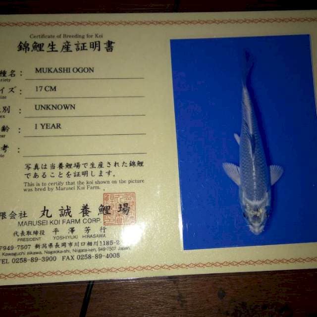 Mukashi Ogon 17cm (Marusei). Import dan Sertifikat