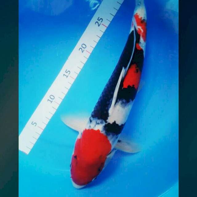 Showa jreng 35cm male