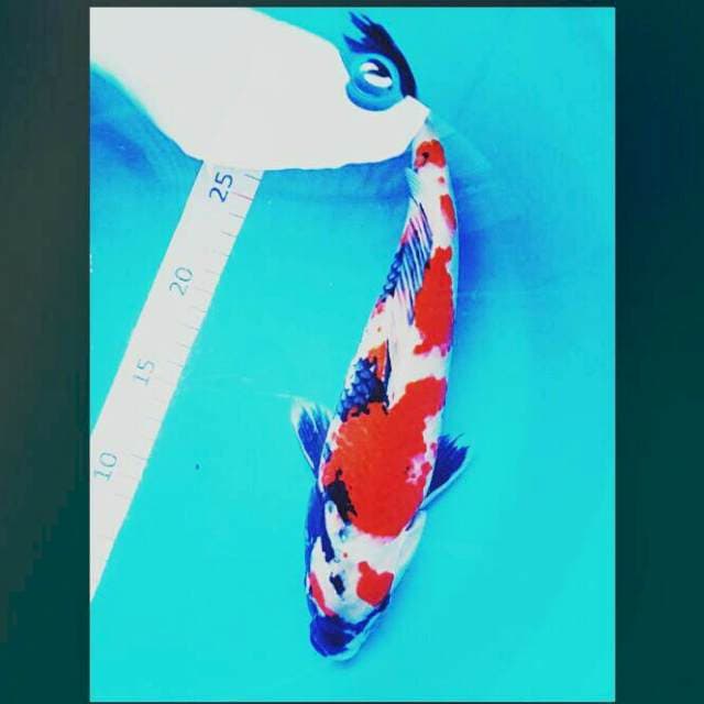 Showa male 28cm
