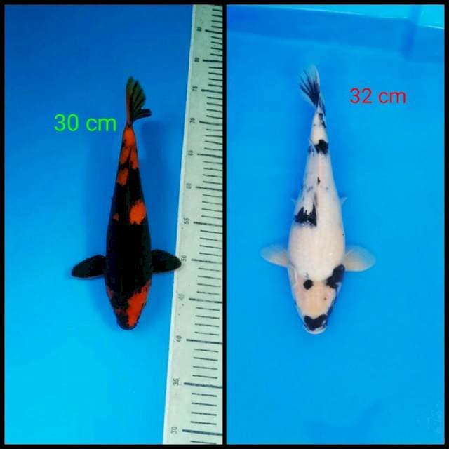 Hi Utsuri dan Shiro male