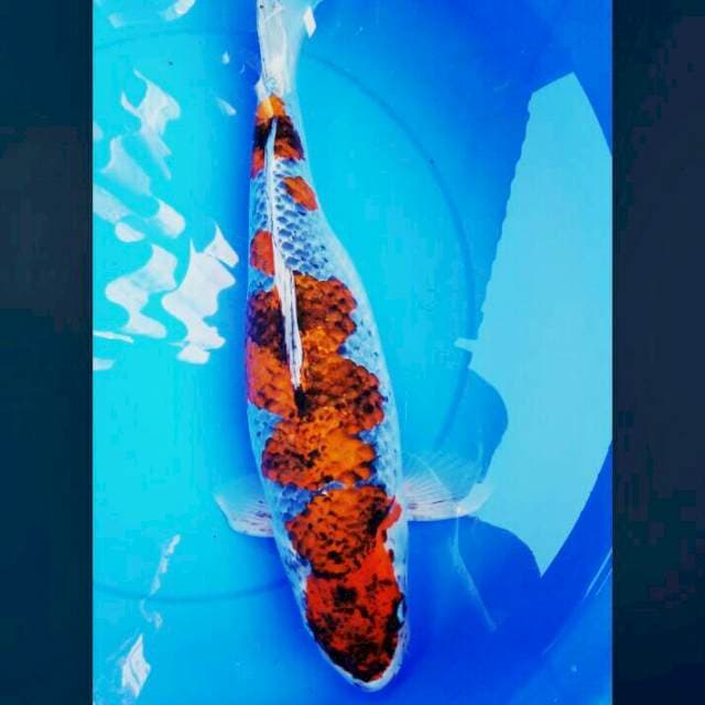 Goshiki 47cm