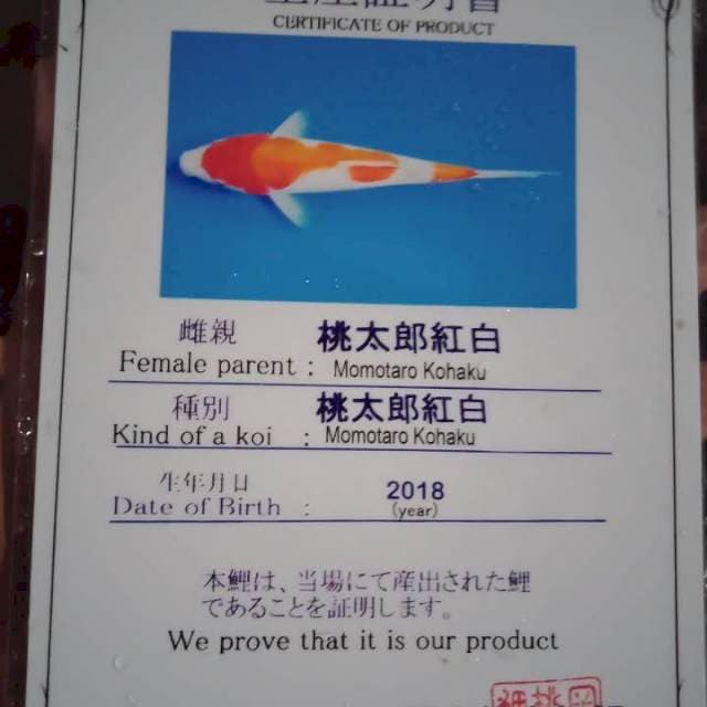 Kohaku import serty momotaro joss