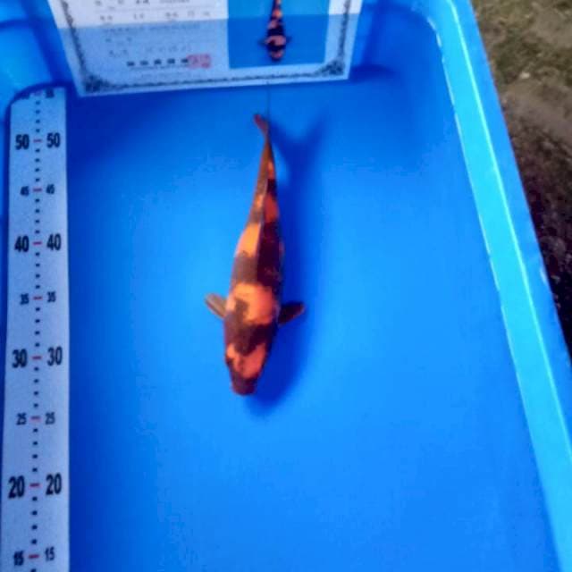 Hi utsuri 26cm import shinoda farm