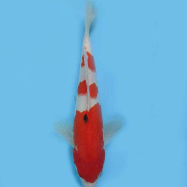 BKS ( SANKE 26 CM )