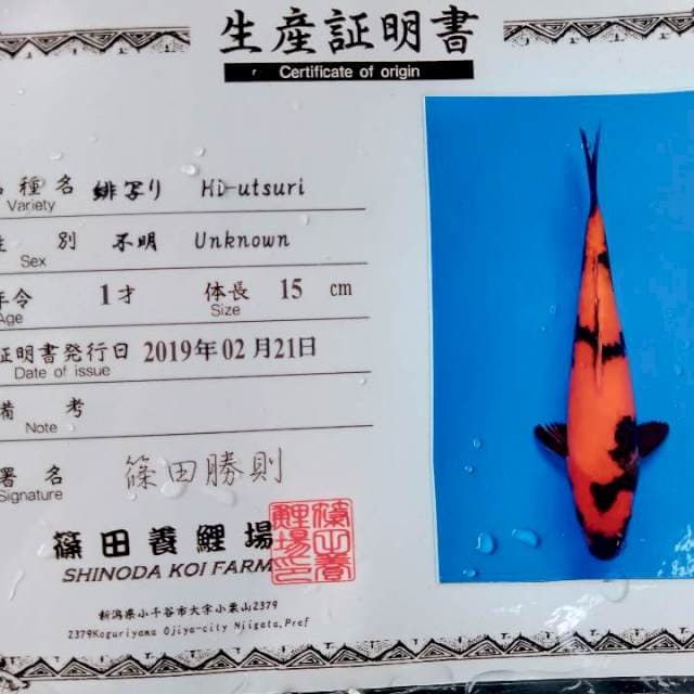 Hi utsuri shinoda farm