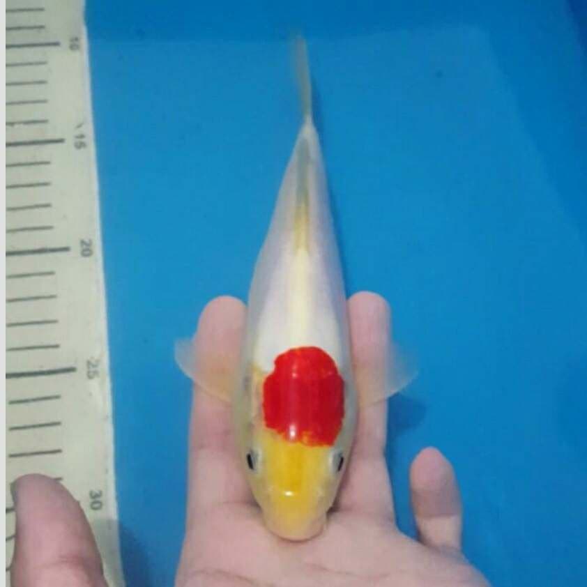 paket 4ekor yg atas 25cm yg bawah 30cm