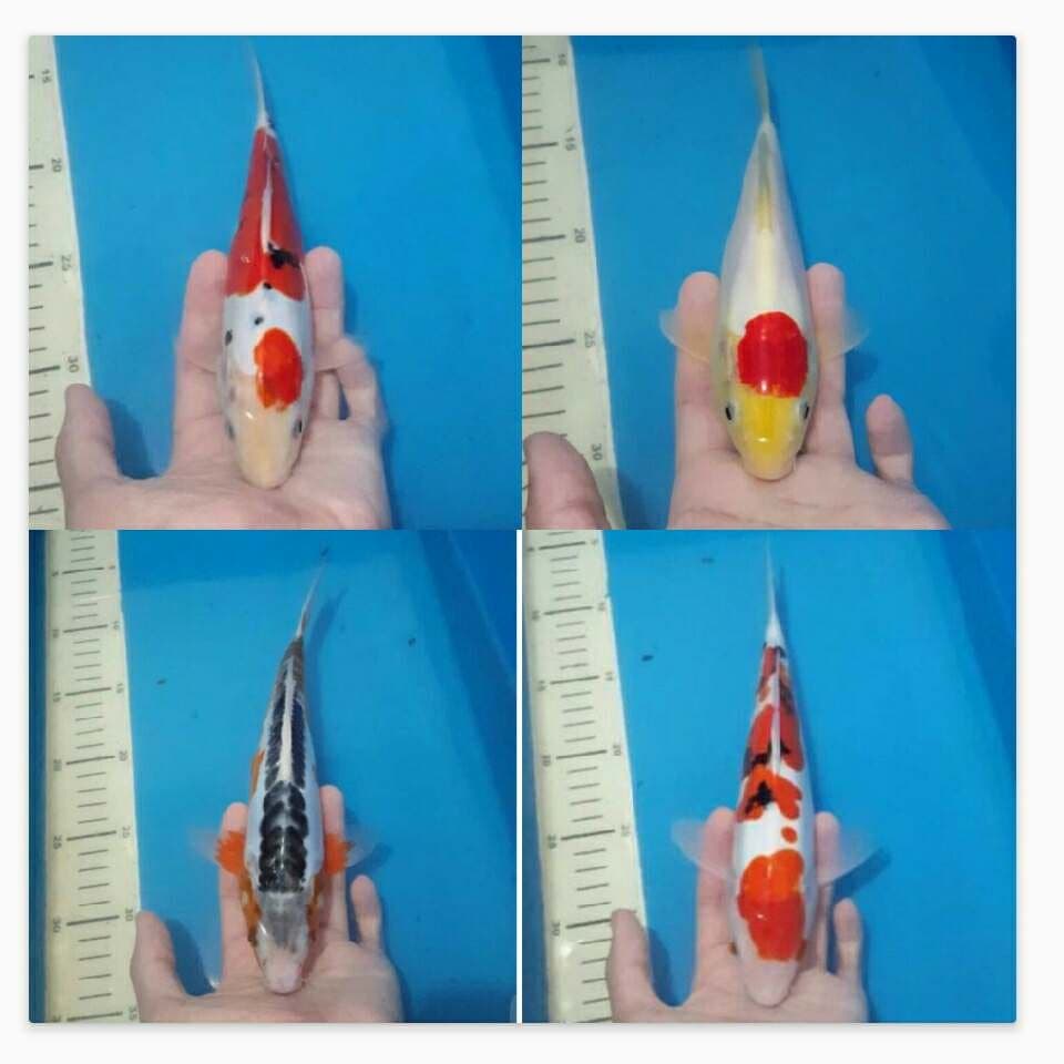 paket 4ekor yg atas 25cm yg bawah 30cm