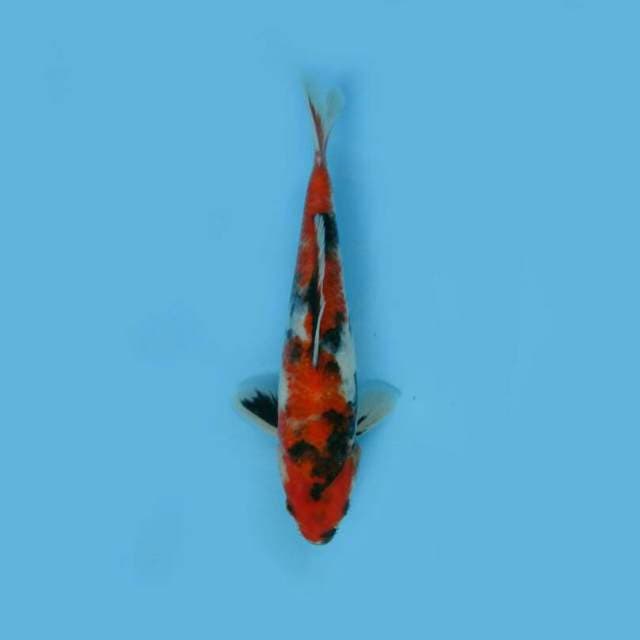 BKS ( SHOWA 25 CM )
