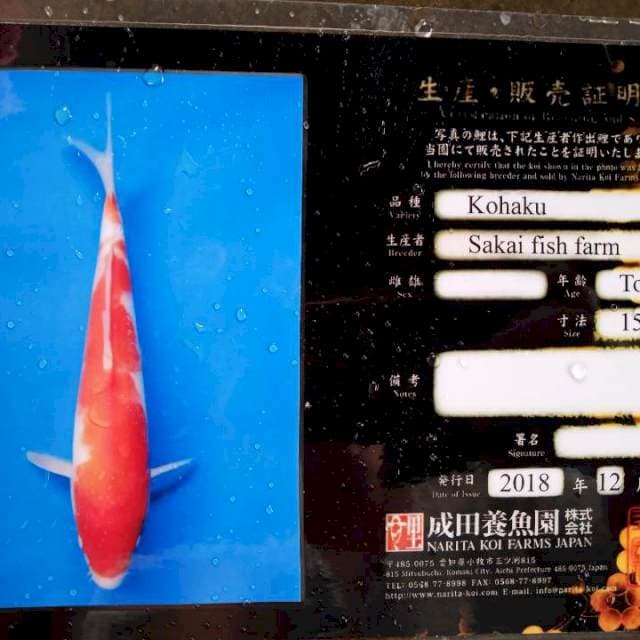 Kohaku sakai farm