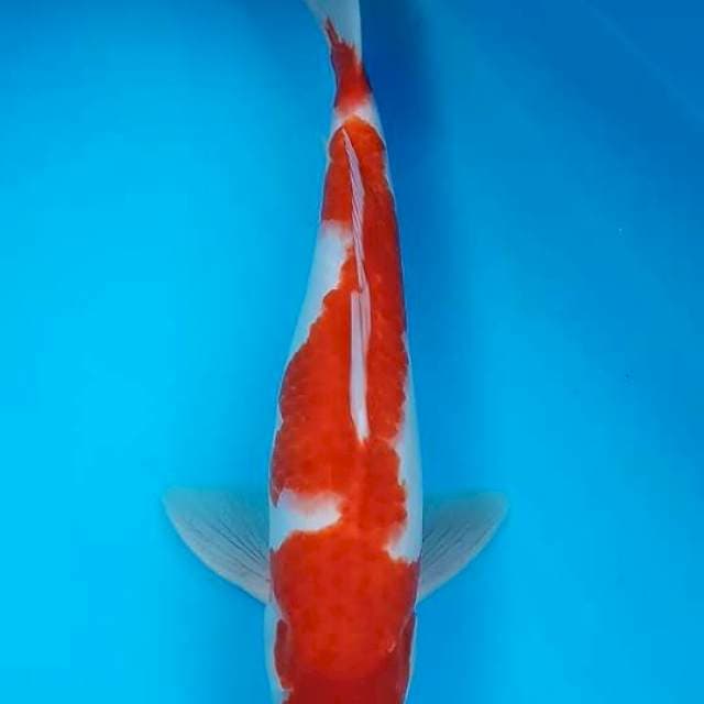 Kohaku